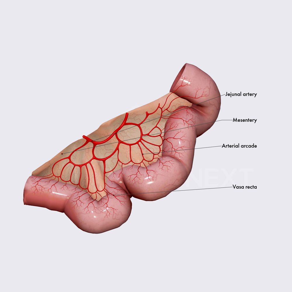 Arterial arcades and vasa recta of jejunum