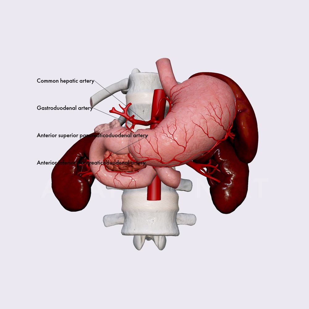 Arterial blood supply of pancreas