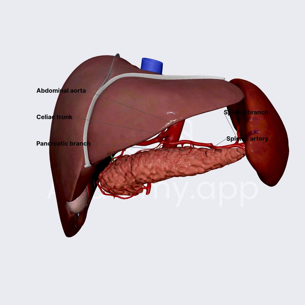 Arterial blood  of spleen