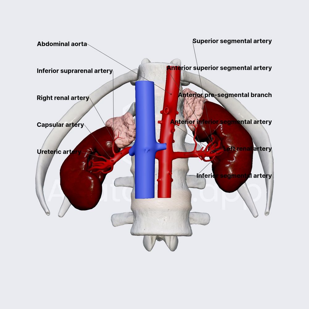 Arterial blood supply of kidneys