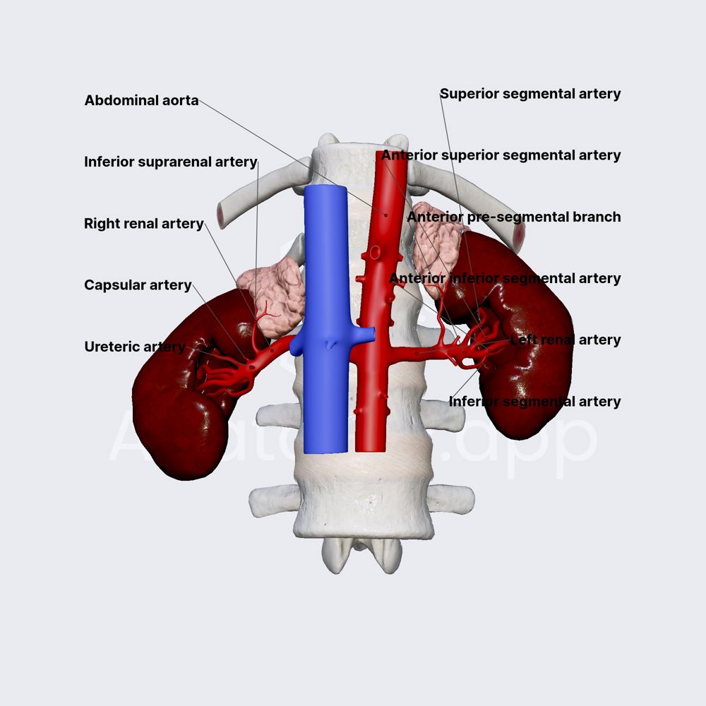 Arterial blood supply of kidneys