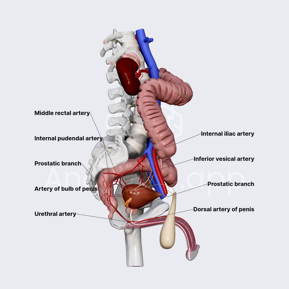 Arterial blood supply of male urethra