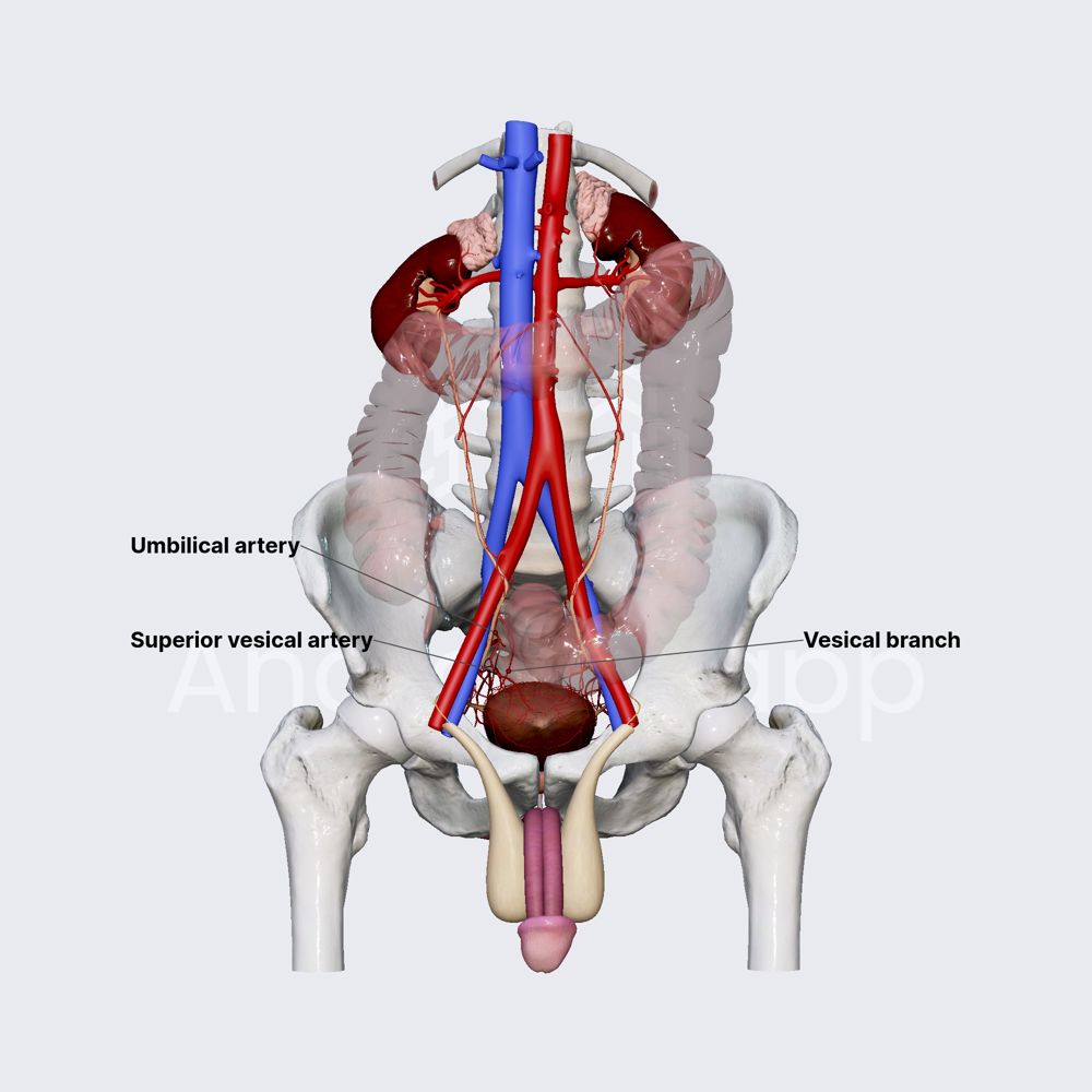 Arterial blood supply of male urinary bladder