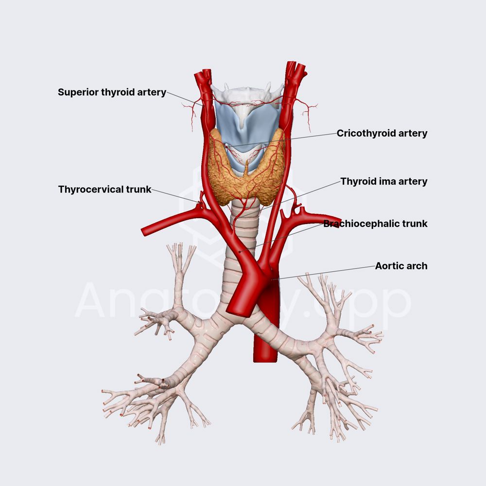 Arterial blood supply of thyroid gland