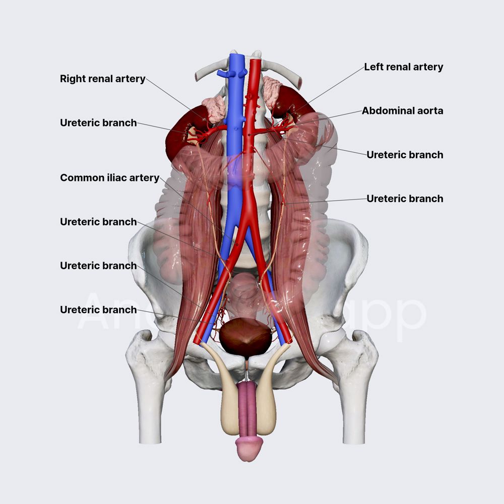 Arterial blood supply of ureters