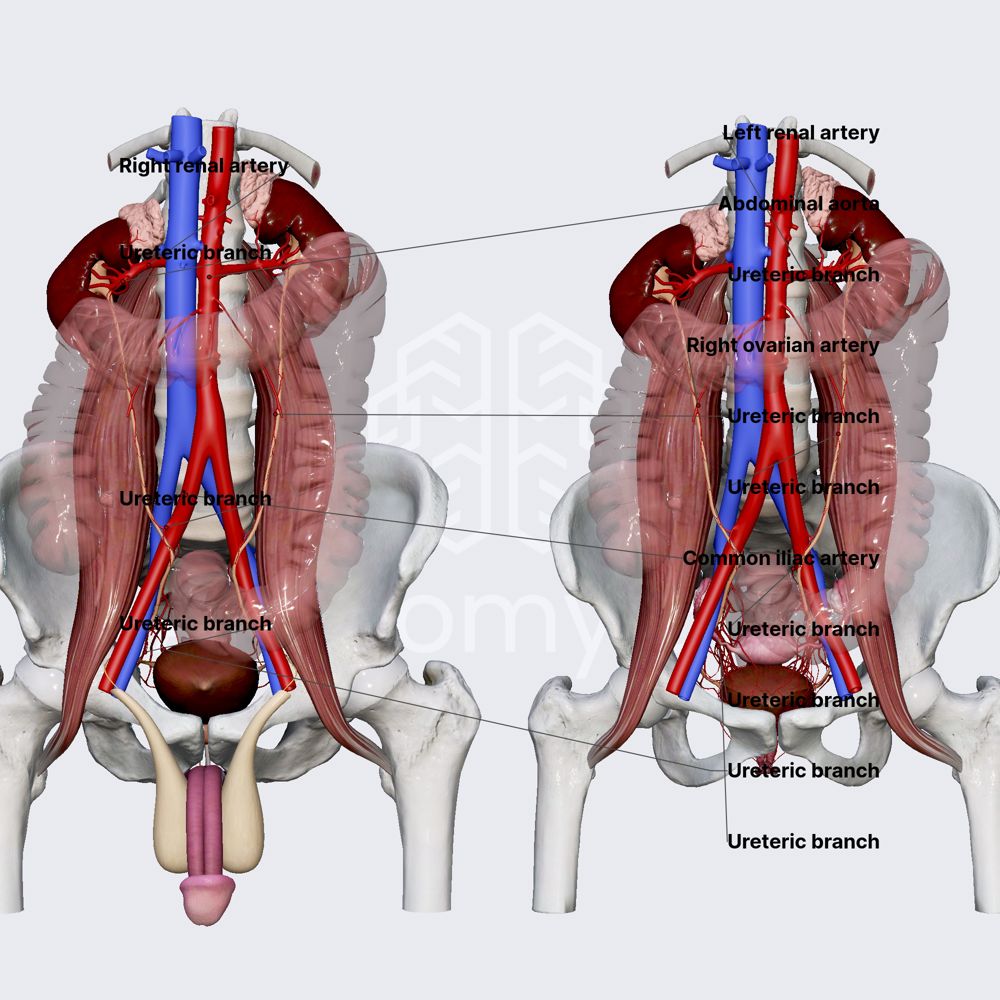 Arterial blood supply of ureters