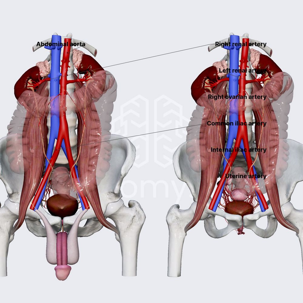 Arterial blood supply of ureters