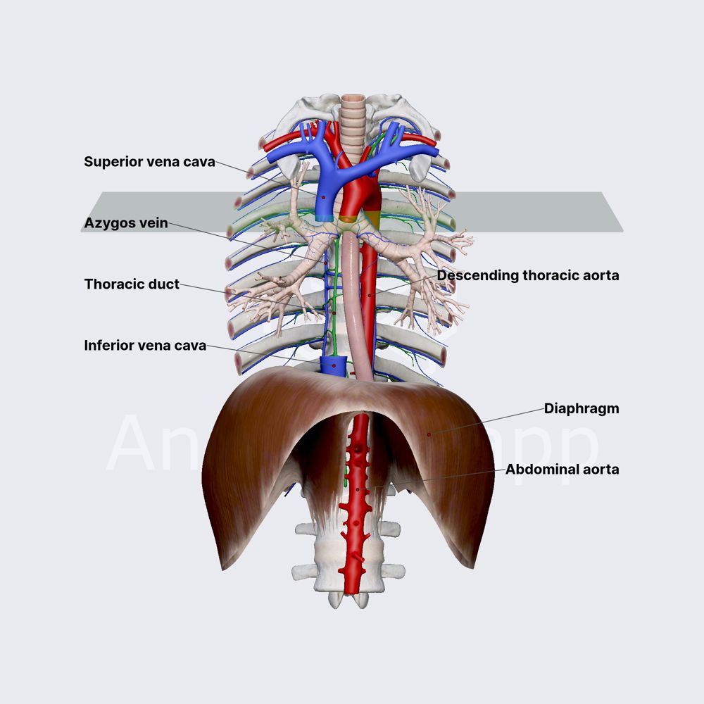 Azygos vein