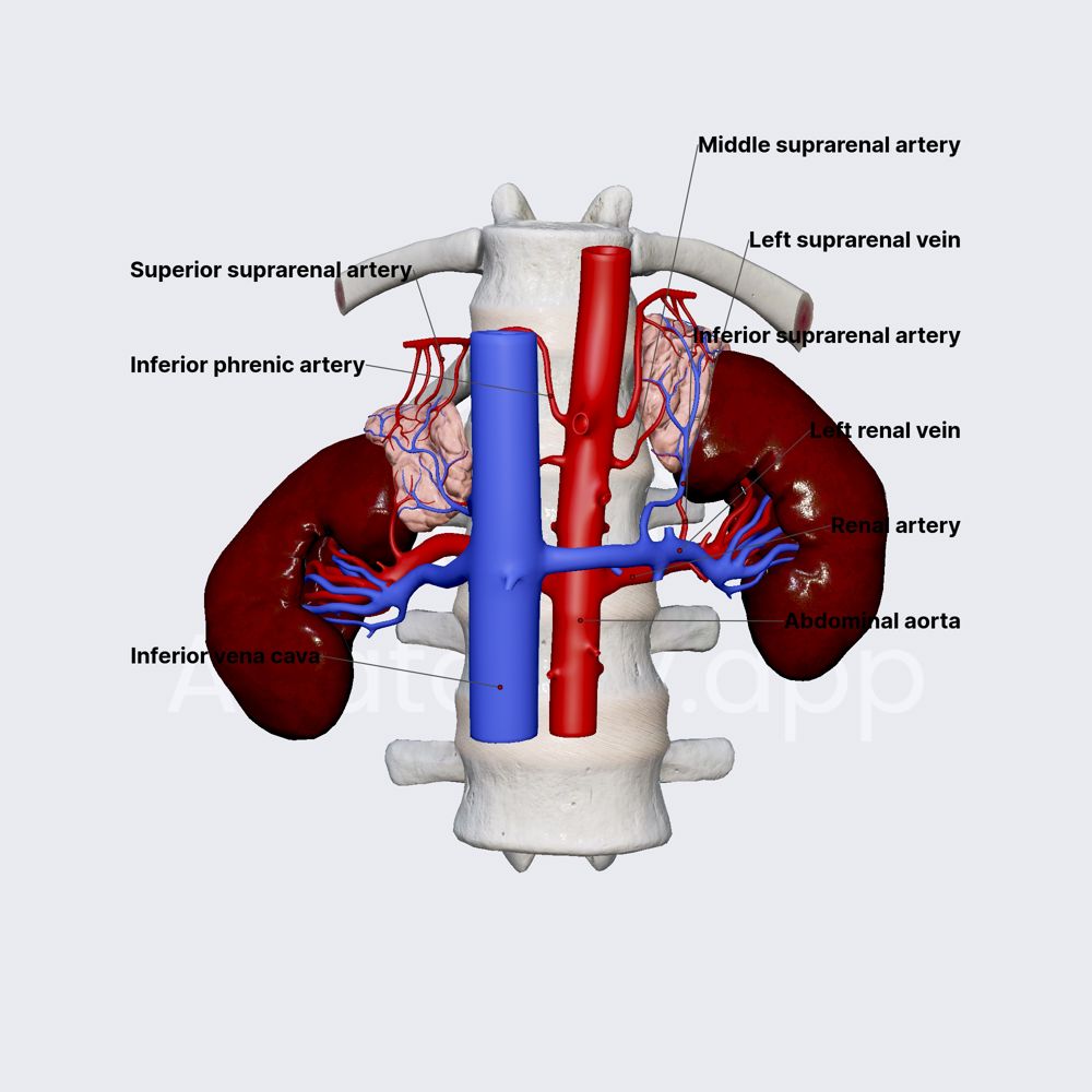Blood supply of adrenal (suprarenal) glands