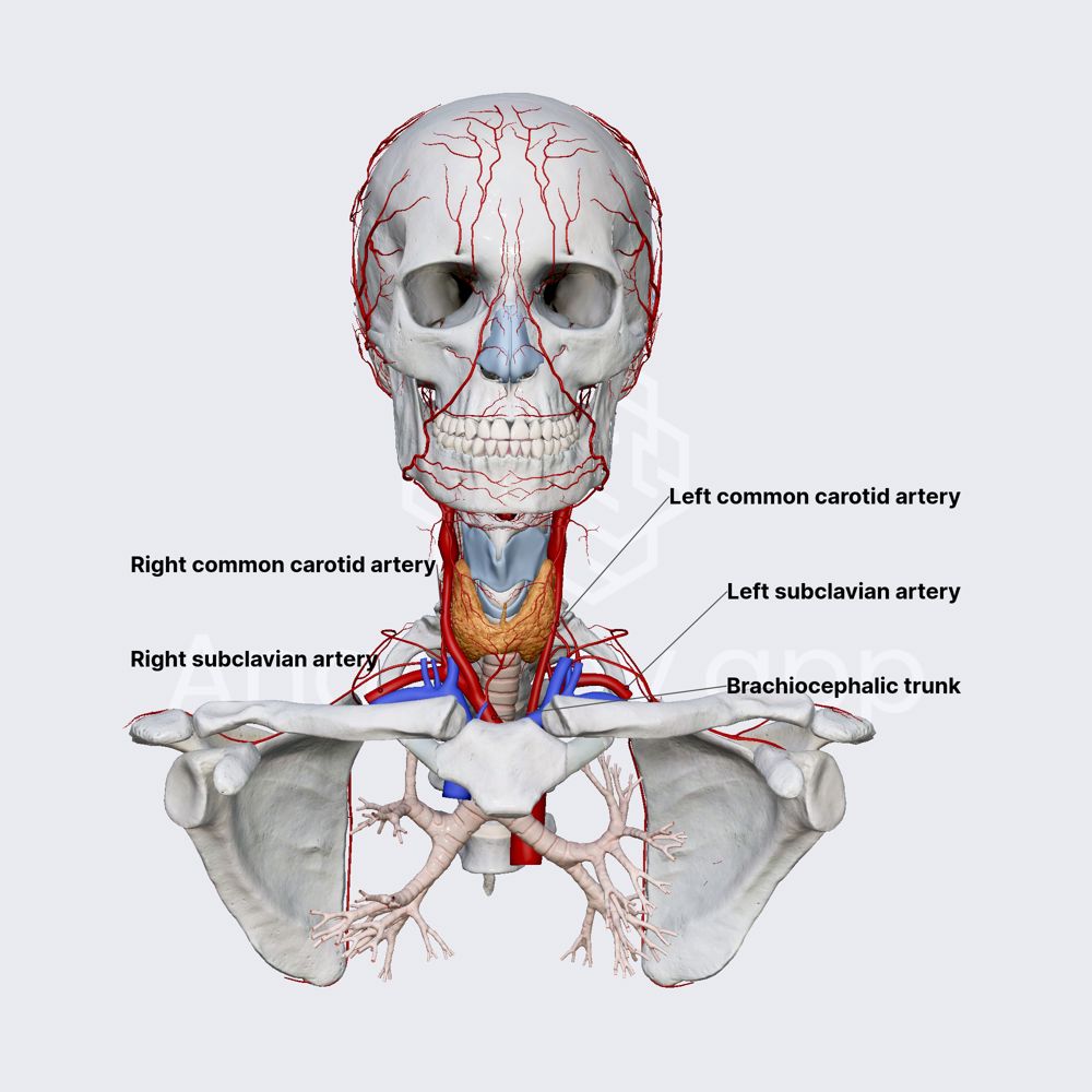 Blood supply of head and neck