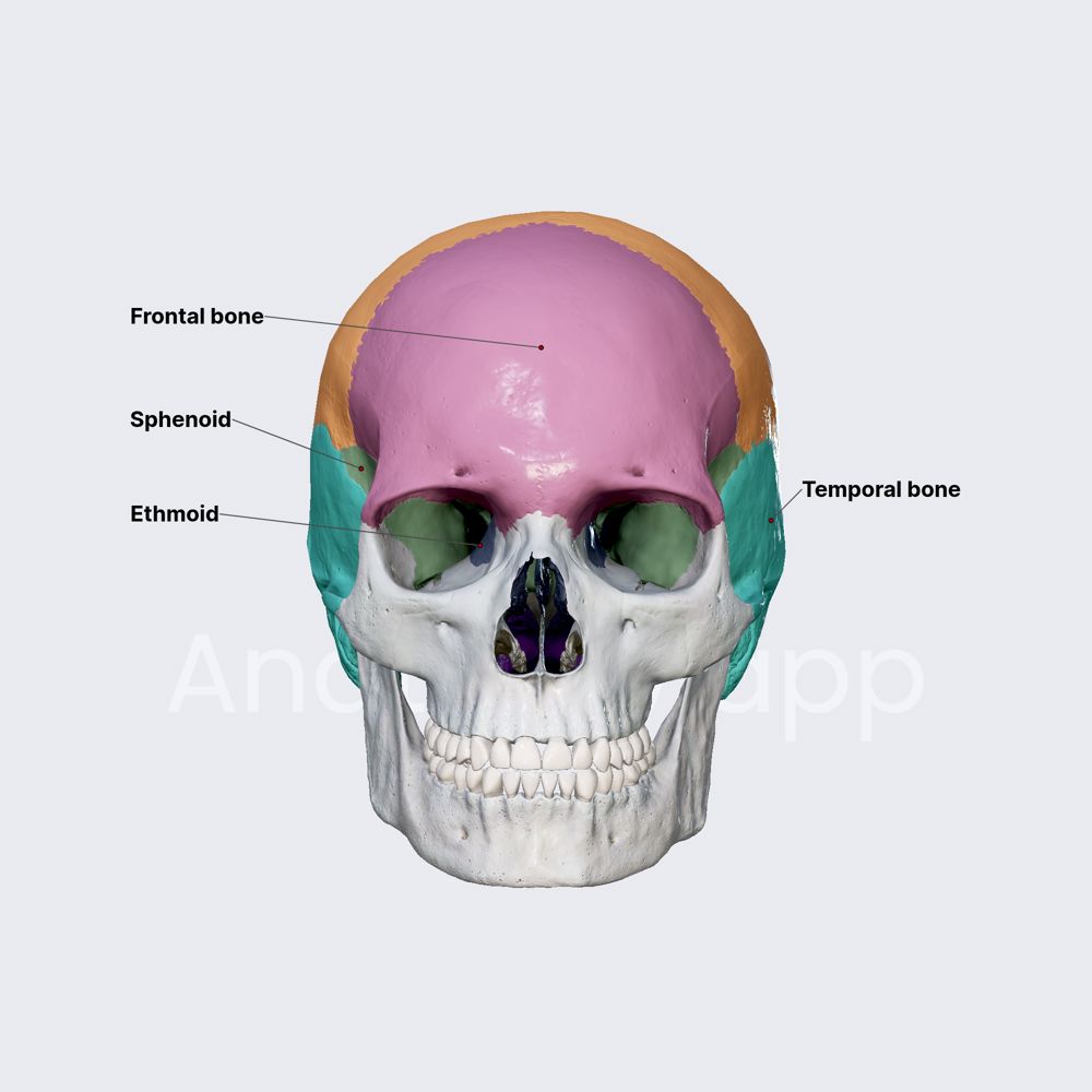 Bones of neurocranium