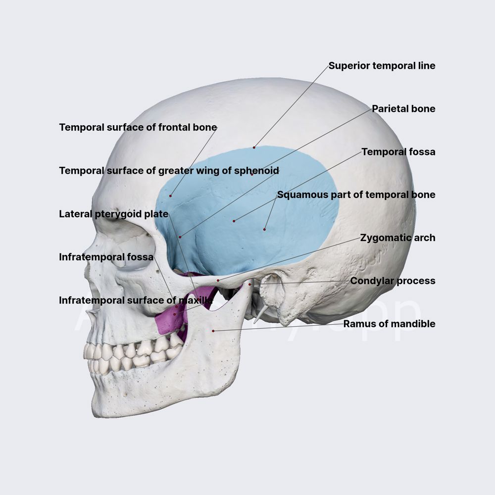 Bony attachments of primary muscles of mastication