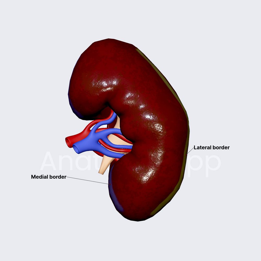 Borders of kidneys