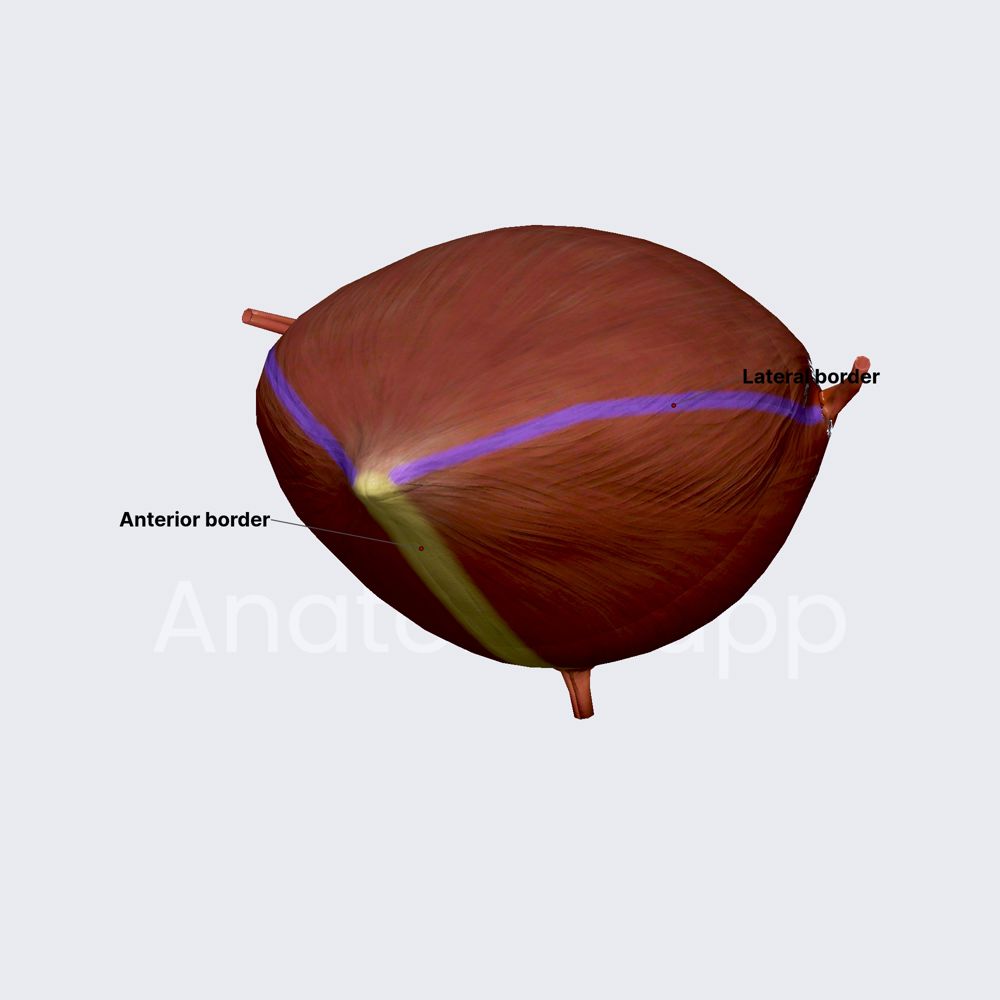 Borders of urinary bladder