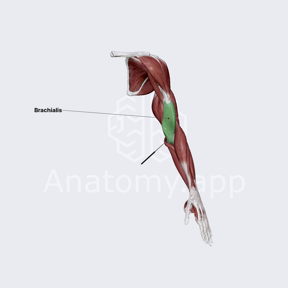 Brachialis muscle
