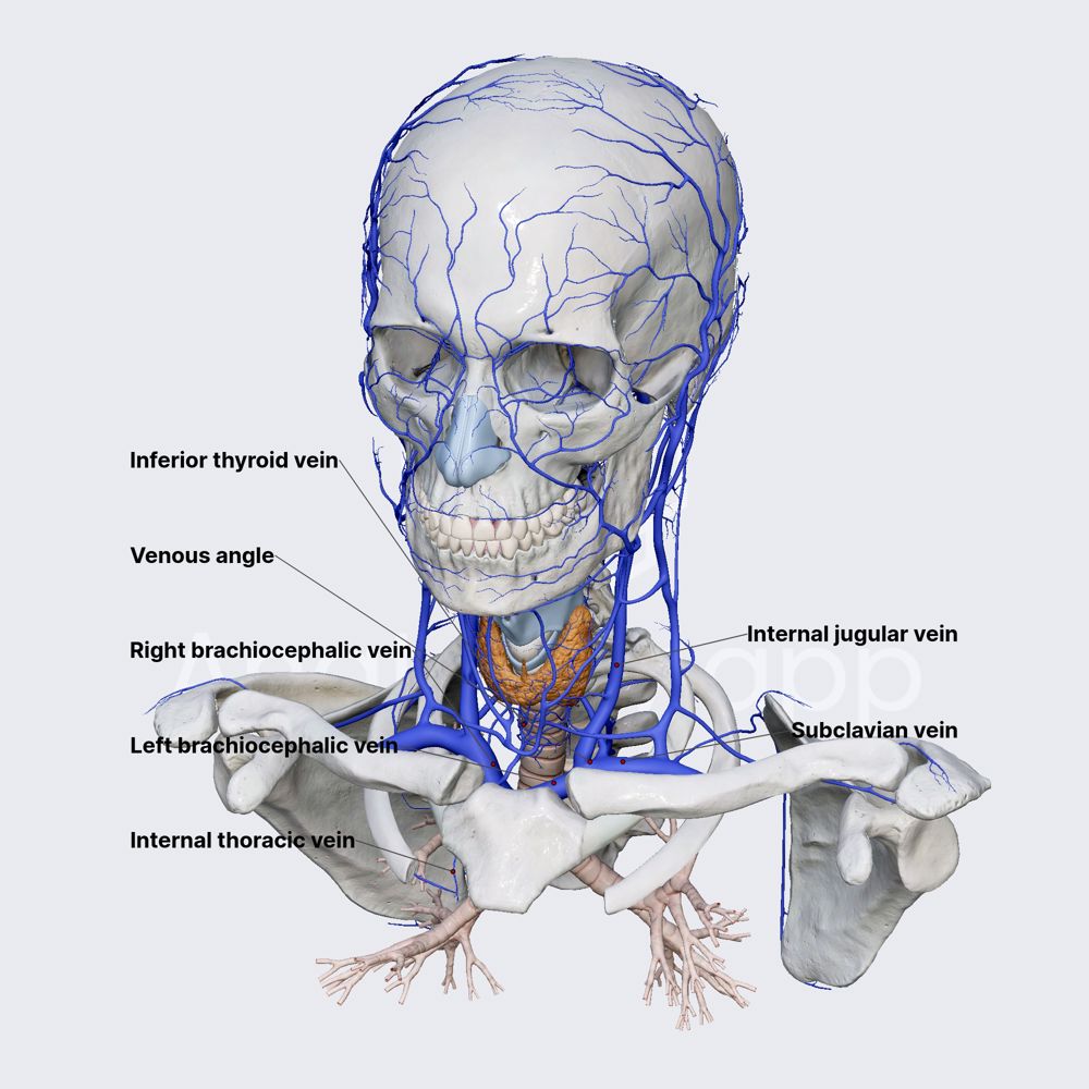 Brachiocephalic vein