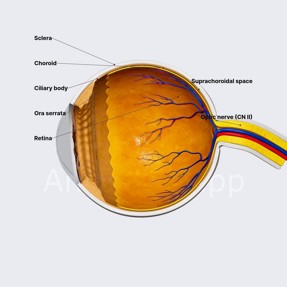 Choroid