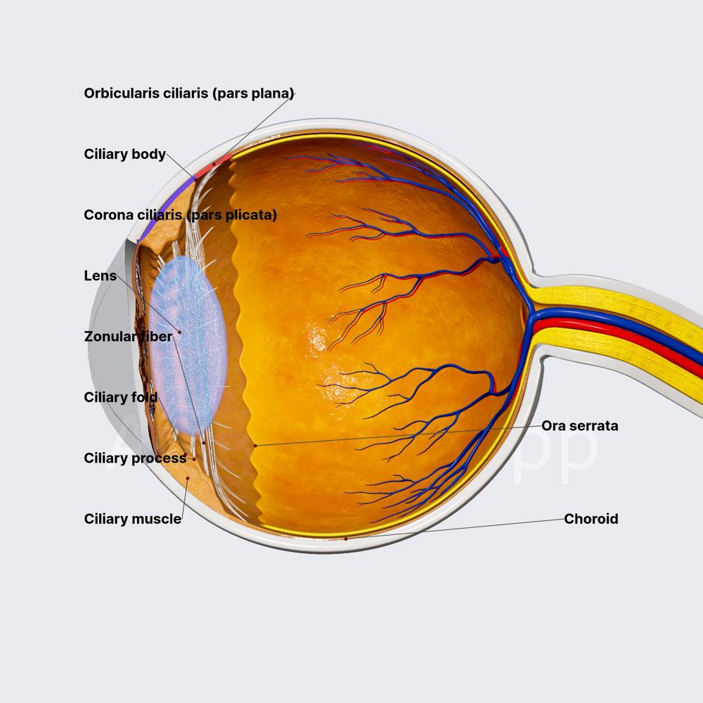 Ciliary body