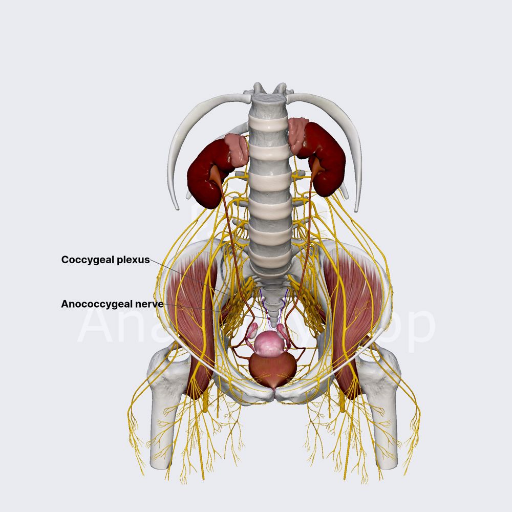 Coccygeal plexus and anococcygeal nerve (female pelvis)