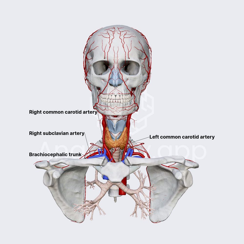 Common carotid artery