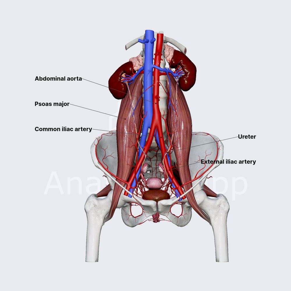 Common iliac artery (female pelvis)