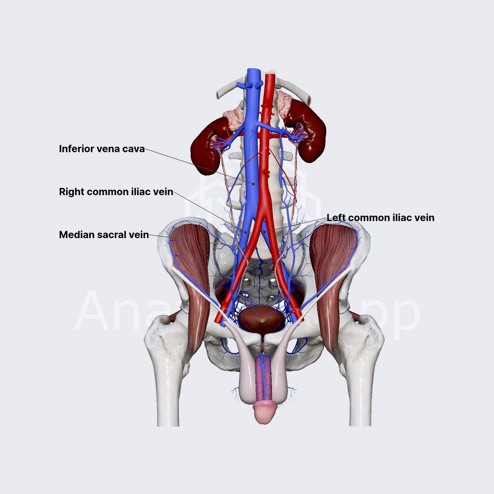Common iliac vein