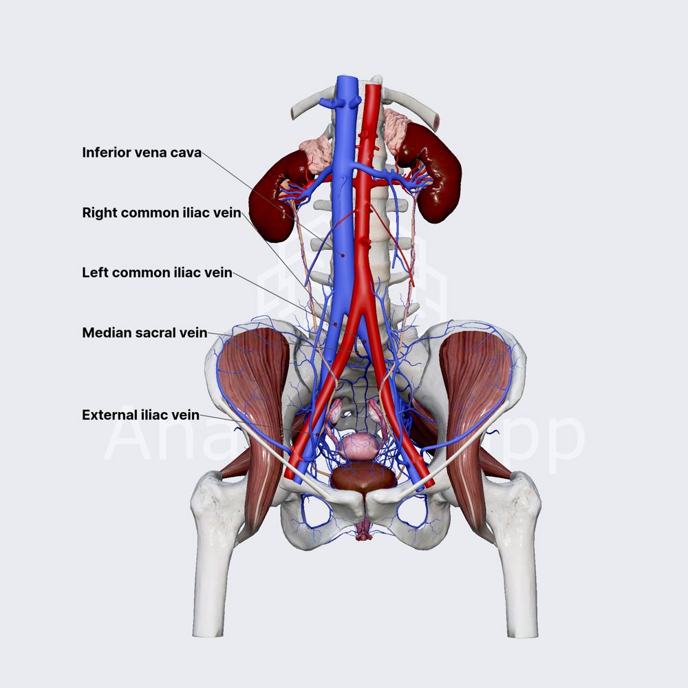 Common iliac vein (female pelvis)