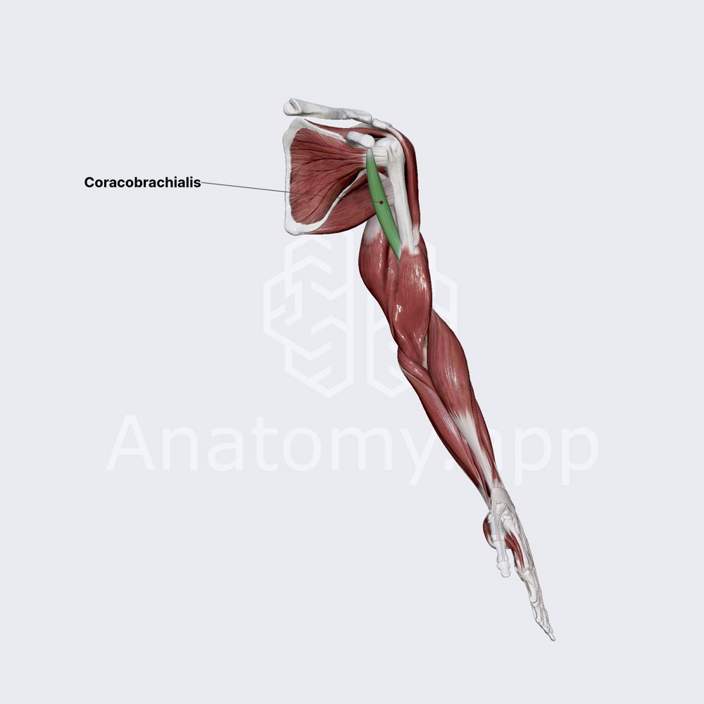 Coracobrachialis muscle