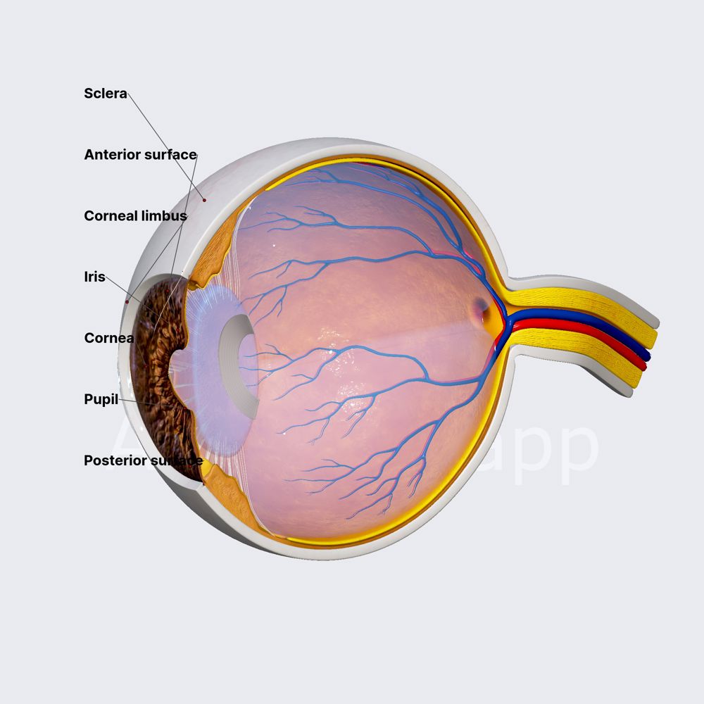 Cornea