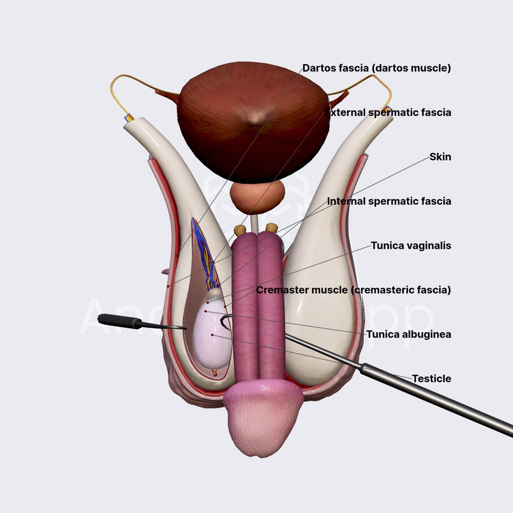 Covering Layers Of Testicles Male Reproductive System Organ Systems