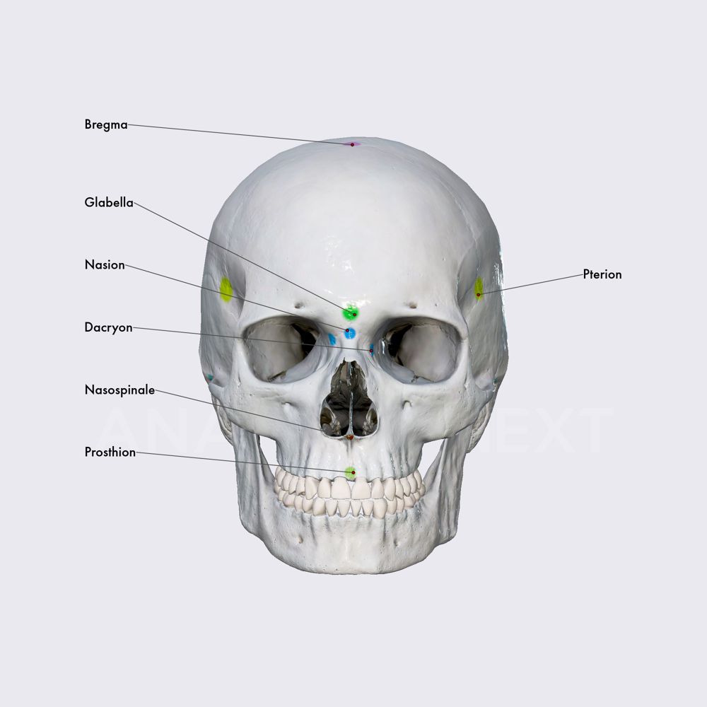 Cranial landmarks (part 1)