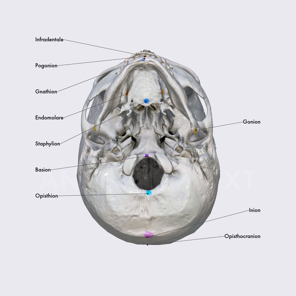 Cranial landmarks (part 2)