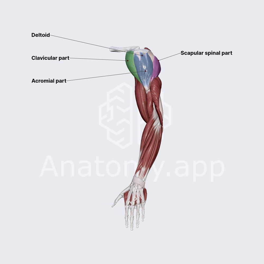 Deltoid muscle