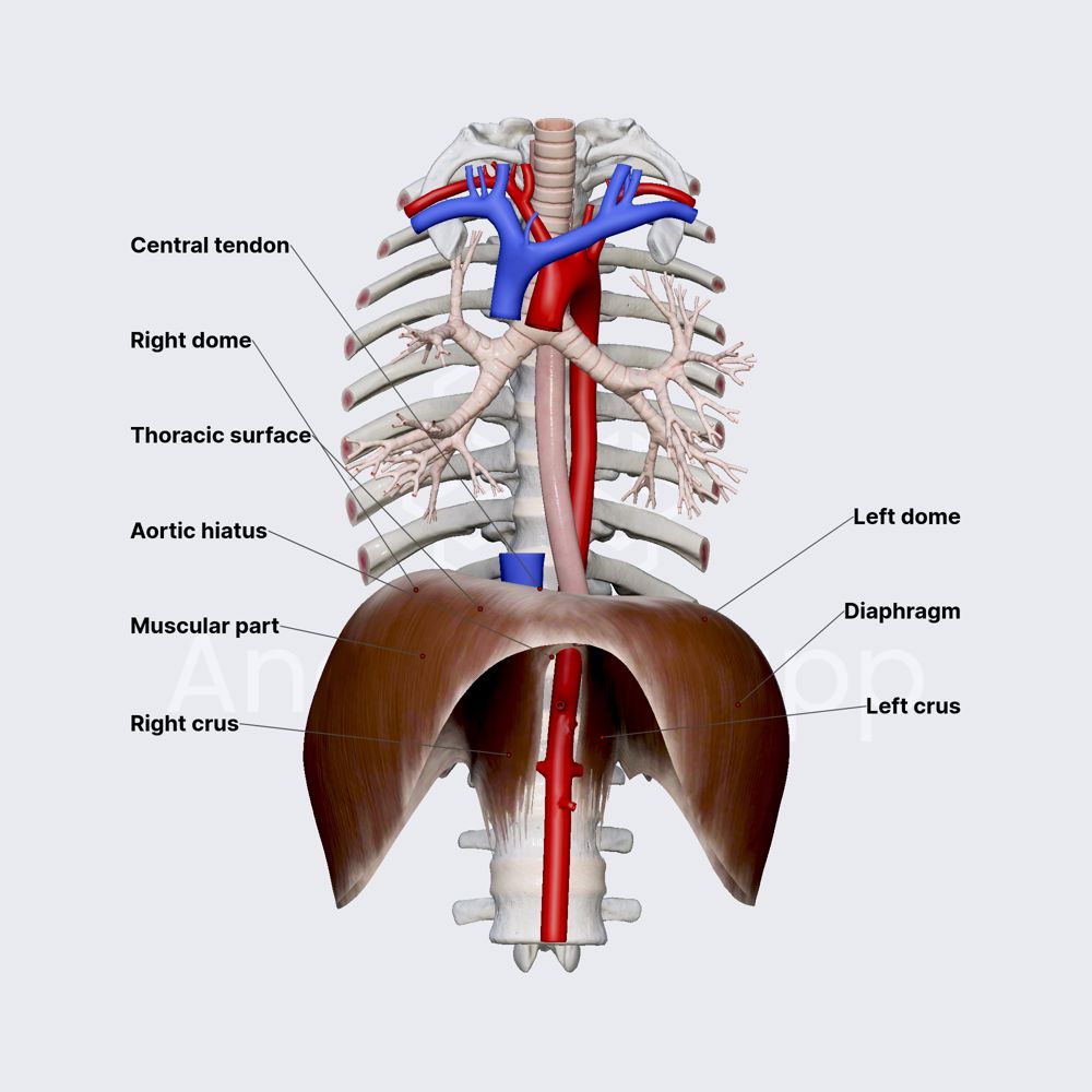 Diaphragm