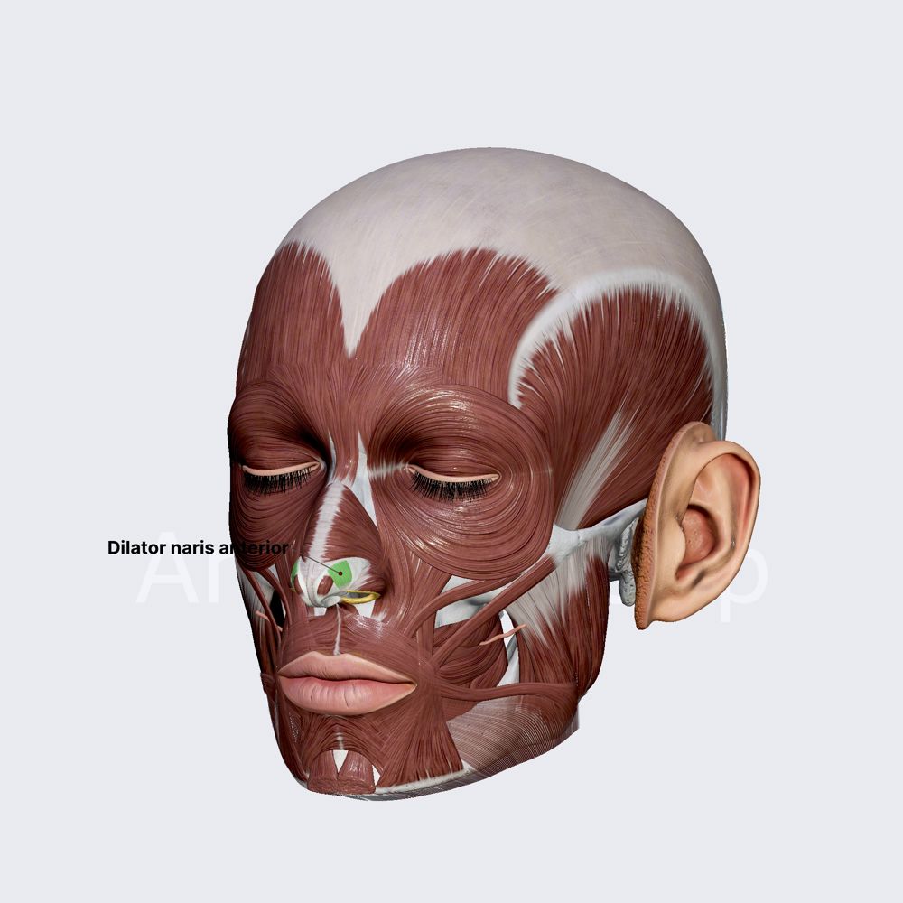 Dilator naris anterior