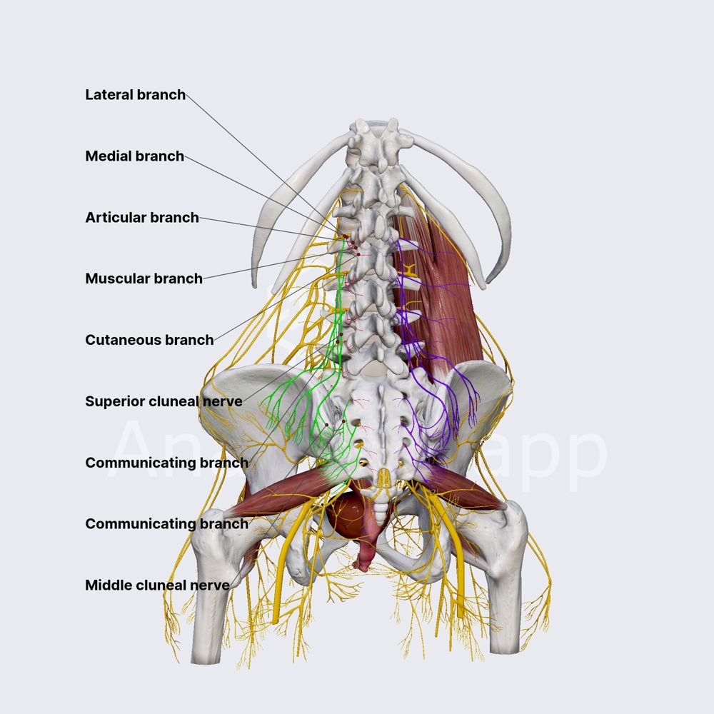 Dorsal rami of spinal nerves (female pelvis)