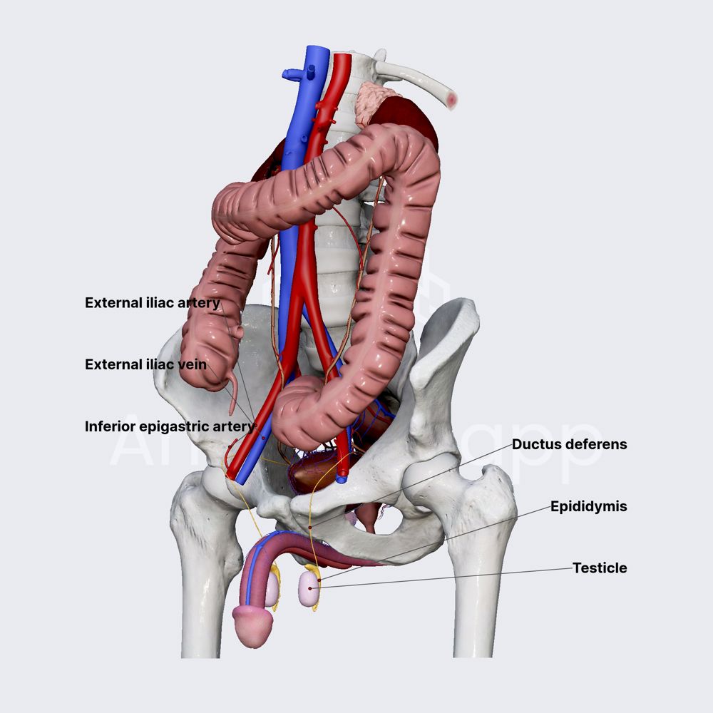 Ductus deferens