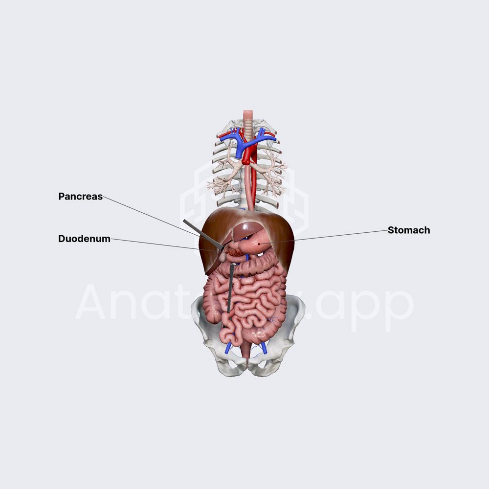 Duodenum (overview) | Media Library | Anatomy.app | Learn anatomy | 3D ...