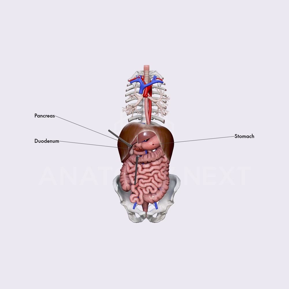Duodenum (overview)