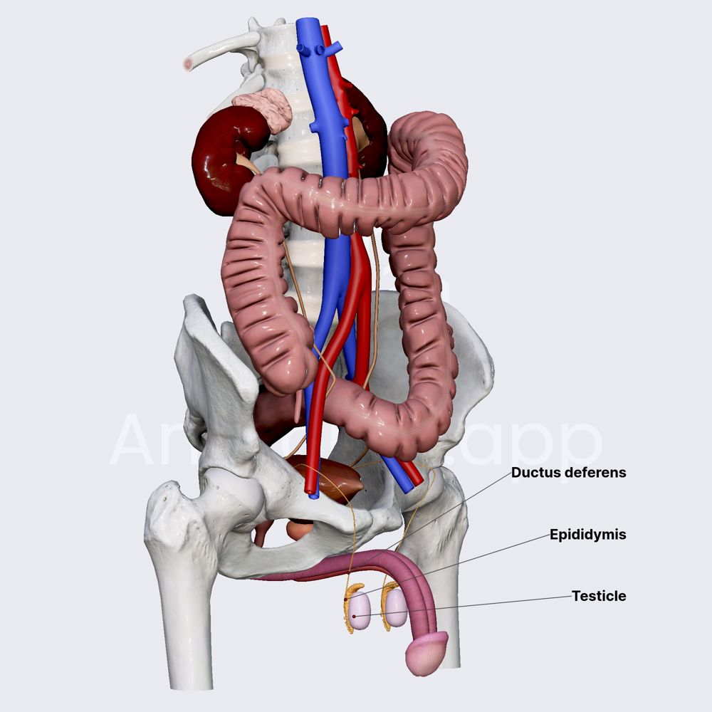 Epididymis