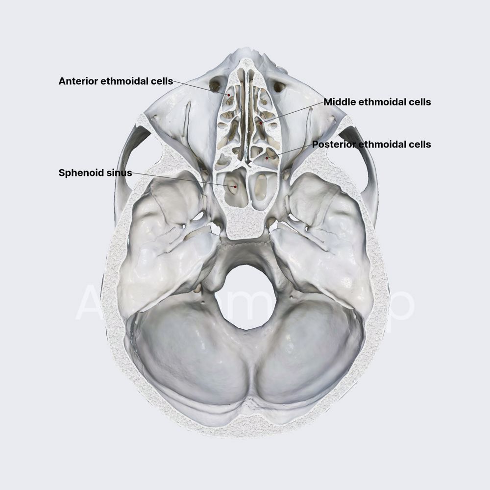 Ethmoidal air cells