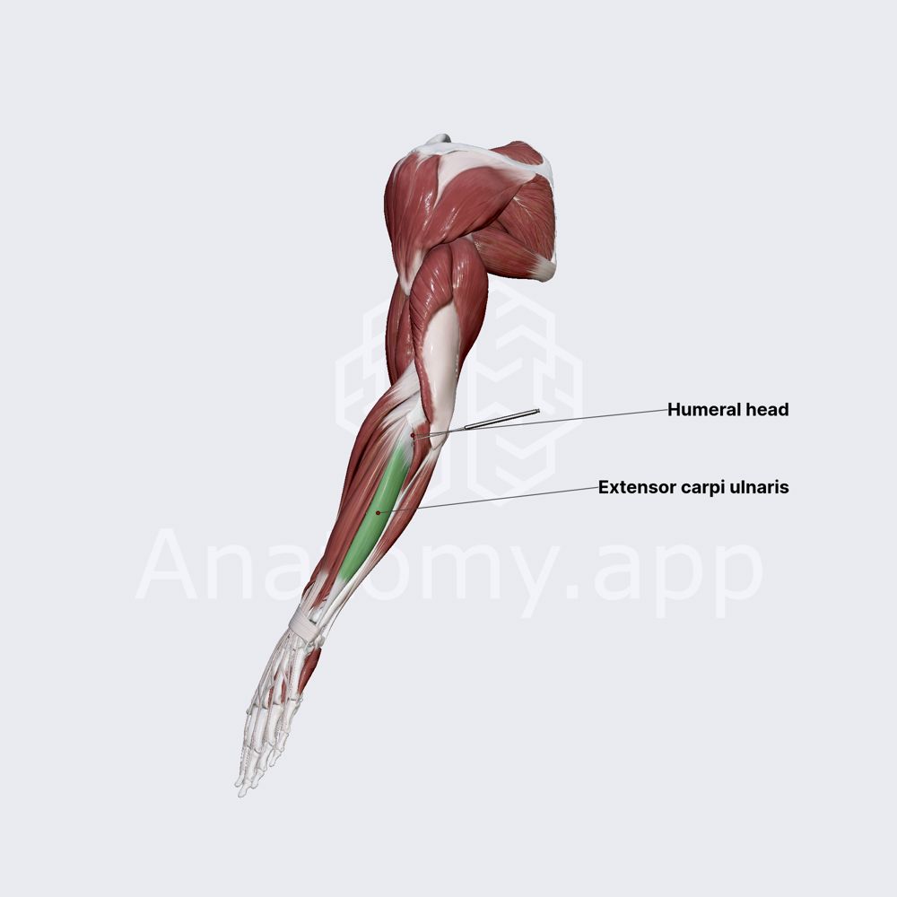 Extensor carpi ulnaris