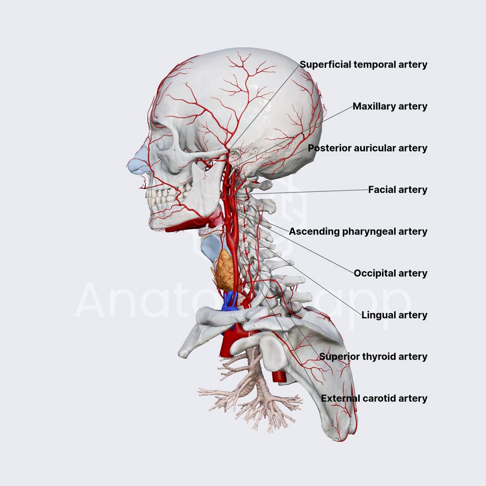 External carotid artery