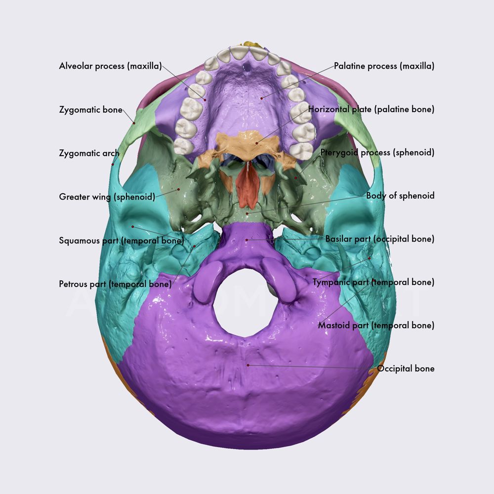 External cranial base