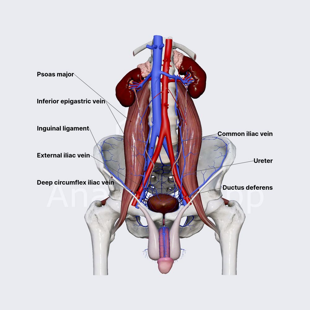 External iliac vein