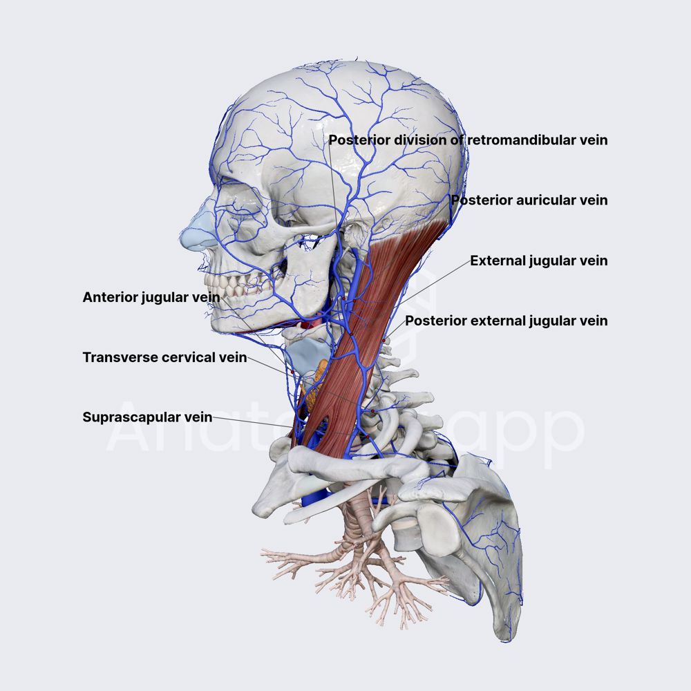 External jugular vein