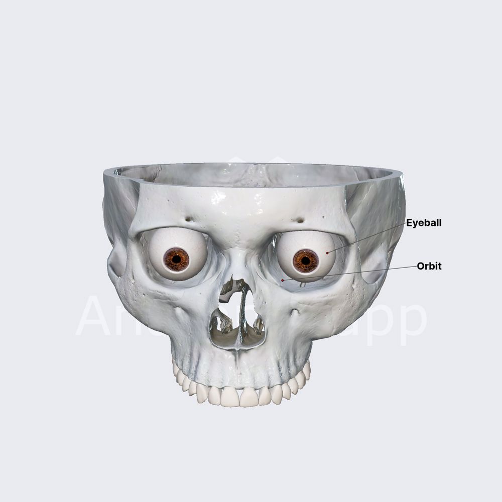 Eye (overview)