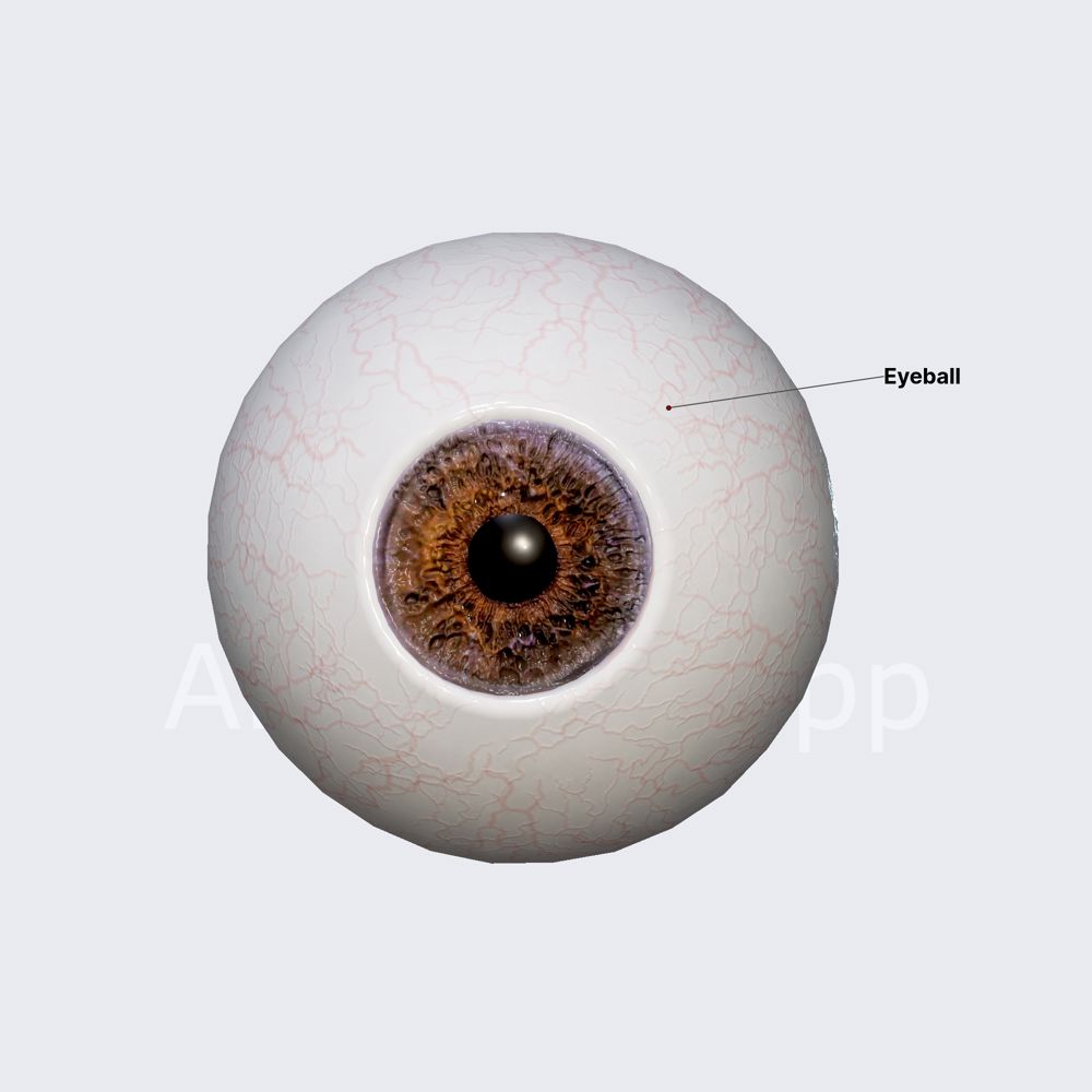 Eyeball (overview)