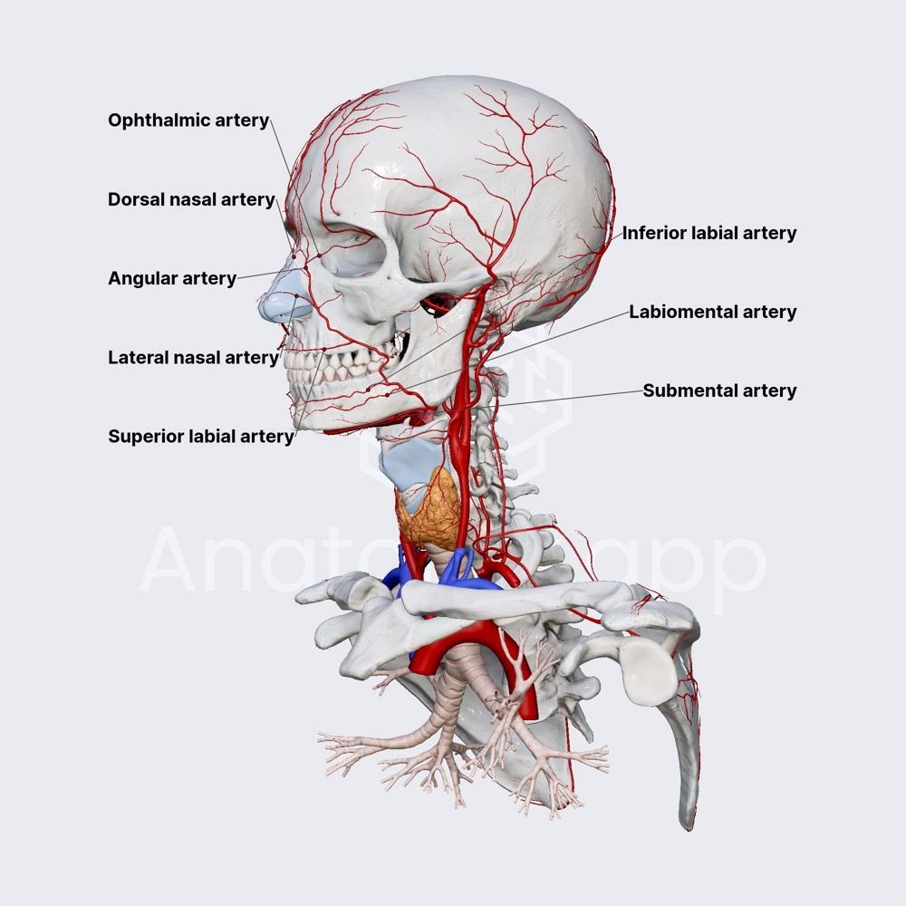 Facial artery