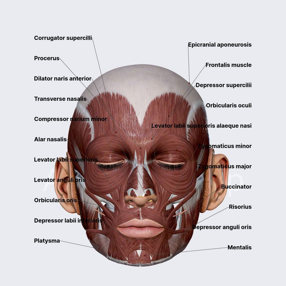 Facial muscles (overview)